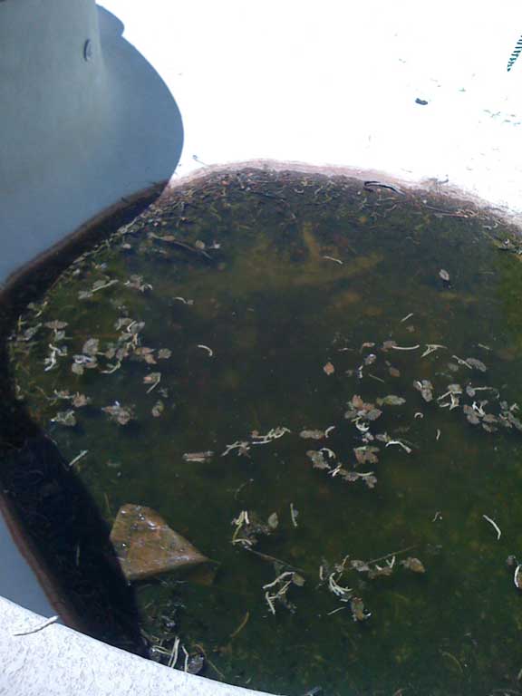 algae in swmming pool