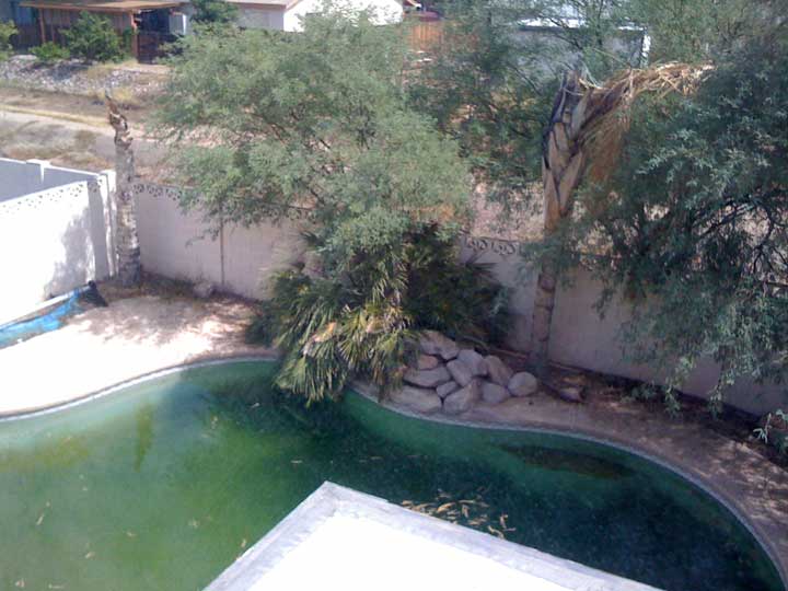 Tucson swimming pool with algae