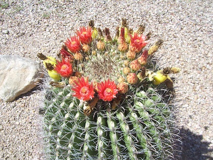 barrel cactus flower bloom