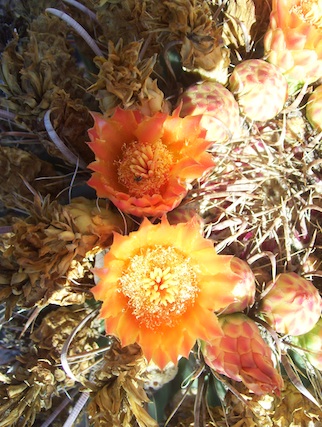 orange barrel cactus flower bloom