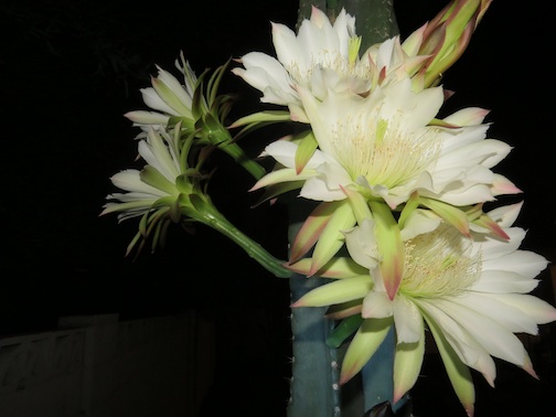 cereus cactus bloom