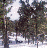 Mt. Lemmon snow