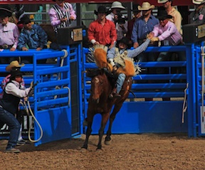 Tucson Rodeo 2015