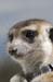 meerkat