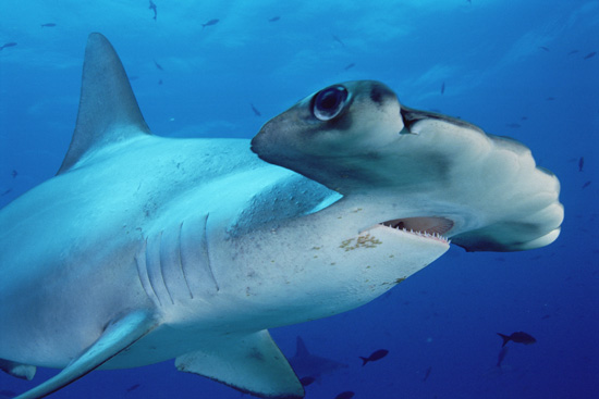 Shark Week Deadly Tiger Shark