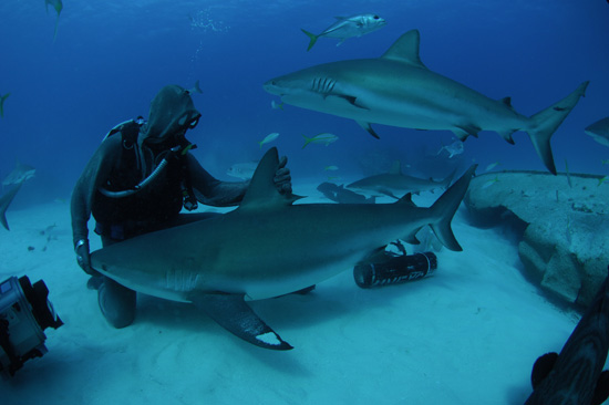 Shark Week